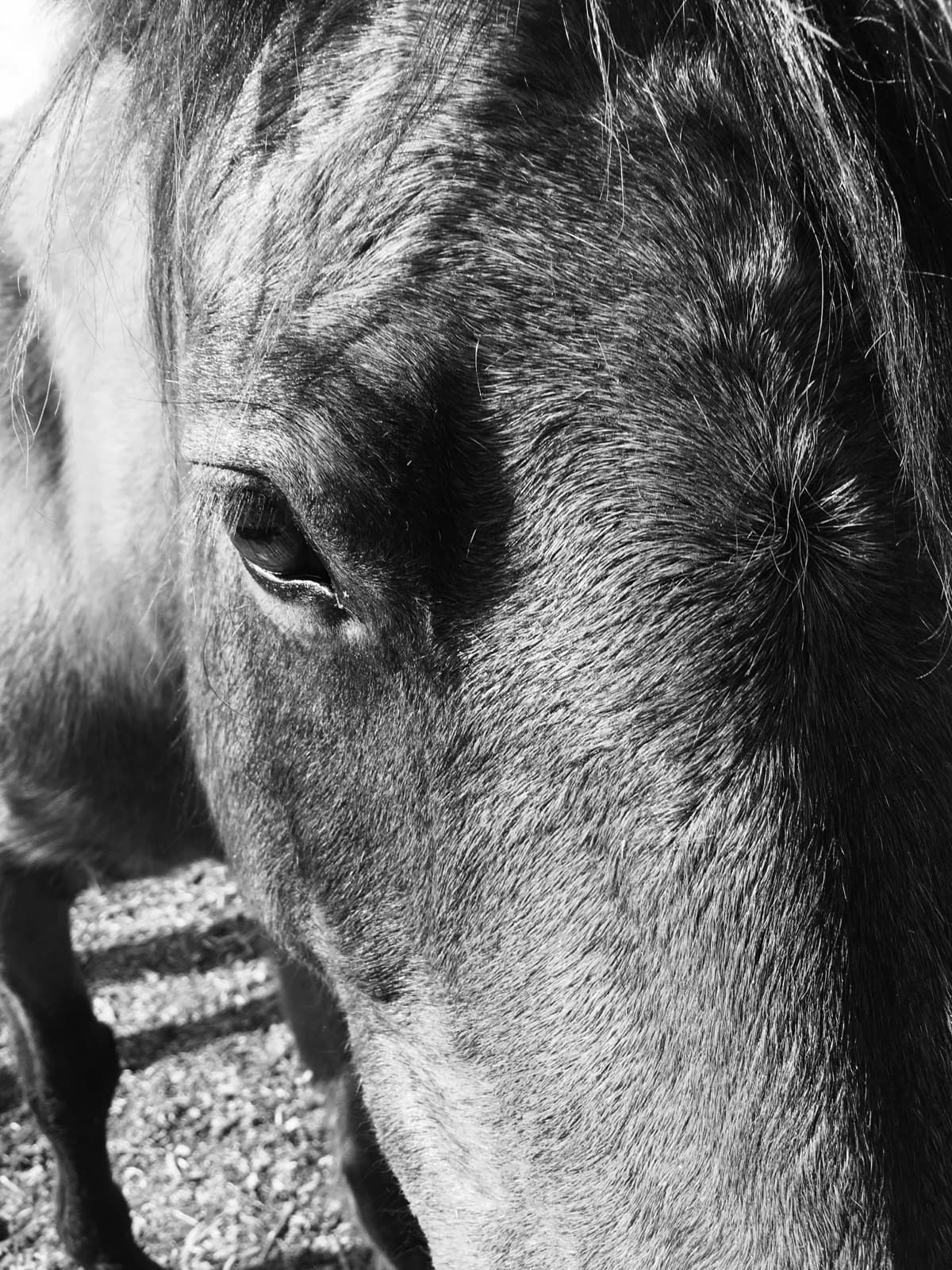 Close-up of a horse's eye and cheek in black and white, a braided browband across the forehead