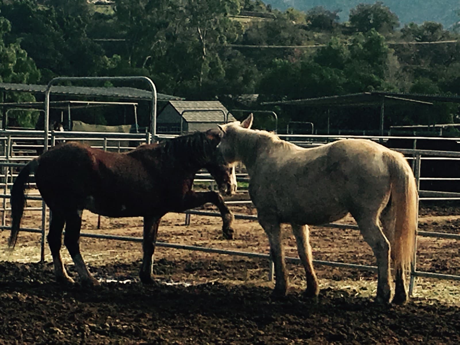 A dark bay horse and a palomino standing together in a dirt corral