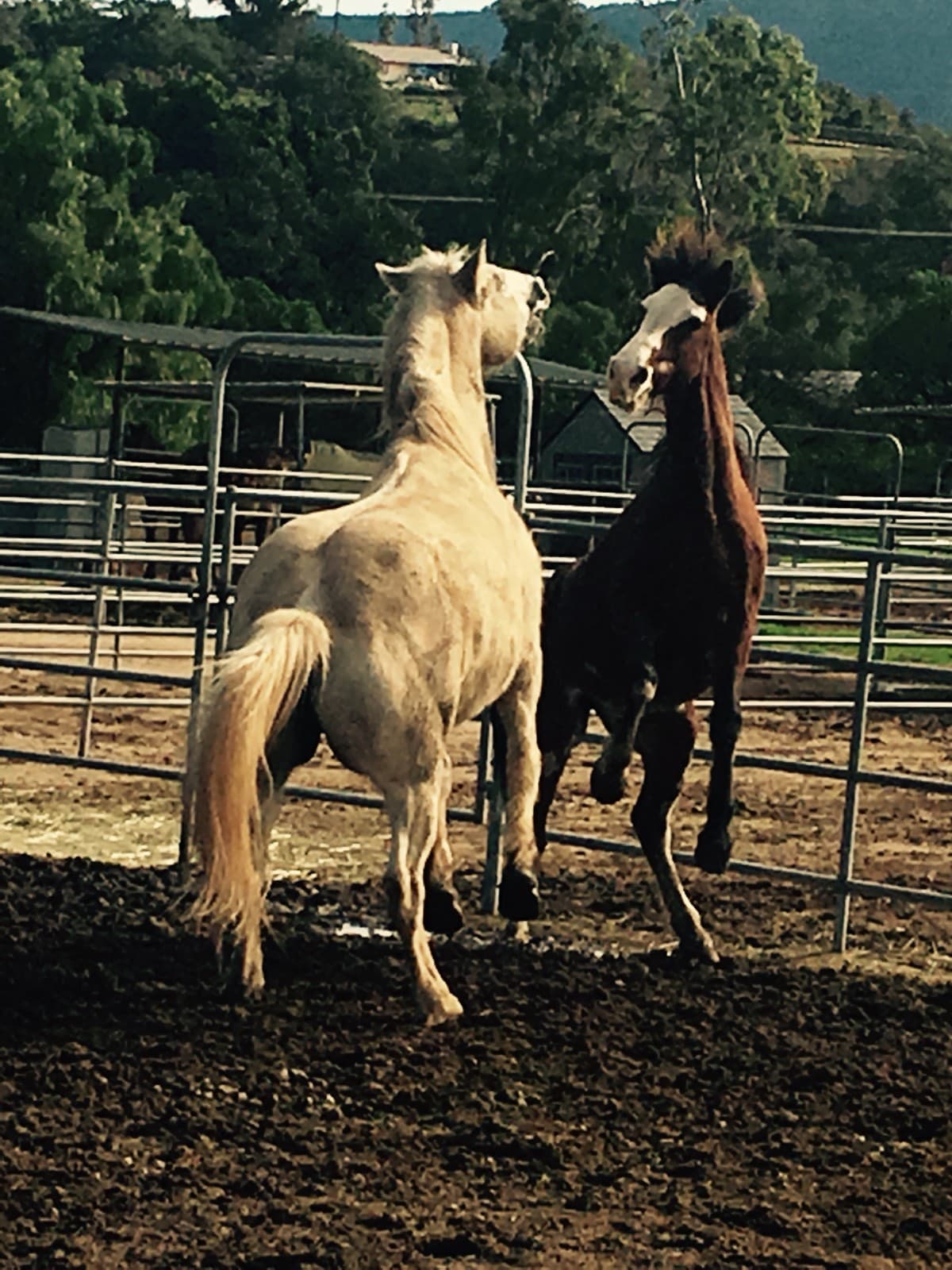 Two horses moving off across a corral, the palomino kicking up its heels