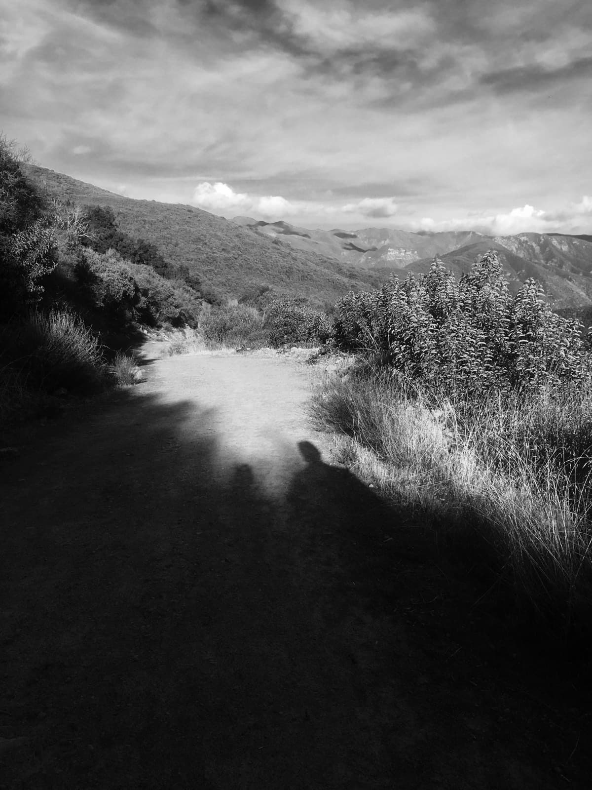 Black-and-white view along a dirt trail cutting through tall brush