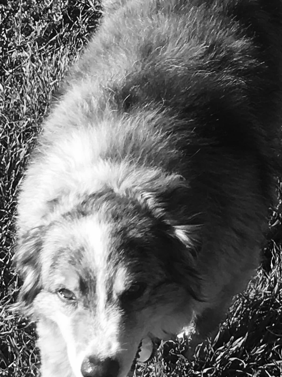 Black-and-white close-up of a long-coated dog resting its head down