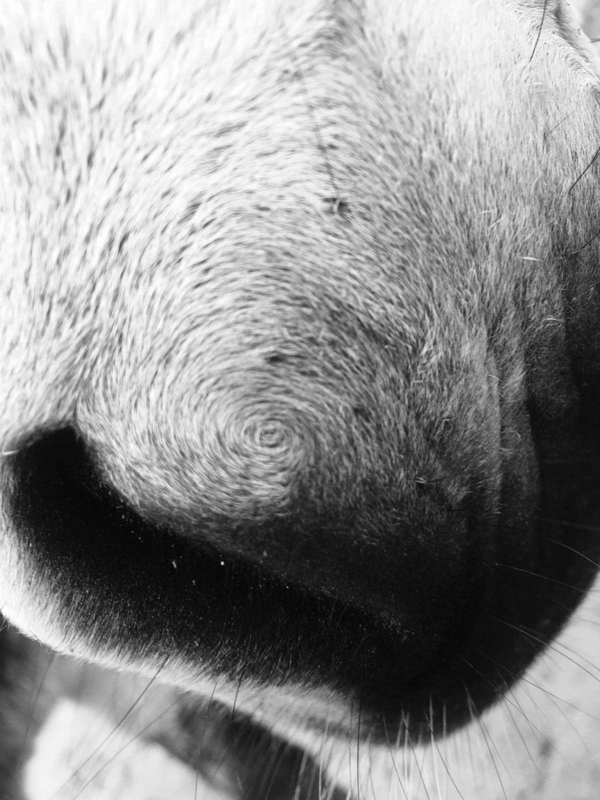 Extreme close-up of a horse's muzzle and whiskers, black and white