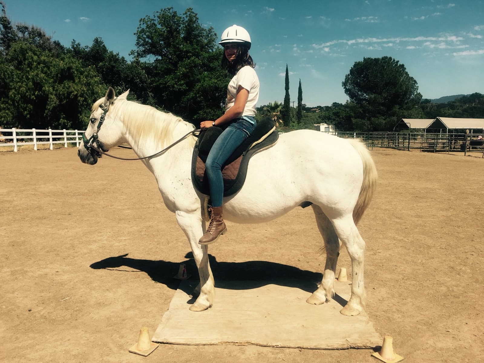 A rider on a white horse standing squarely on a low wooden platform in the arena