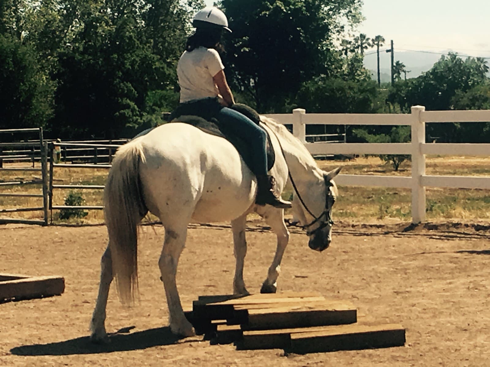 A rider on a white horse stepping over a line of ground poles