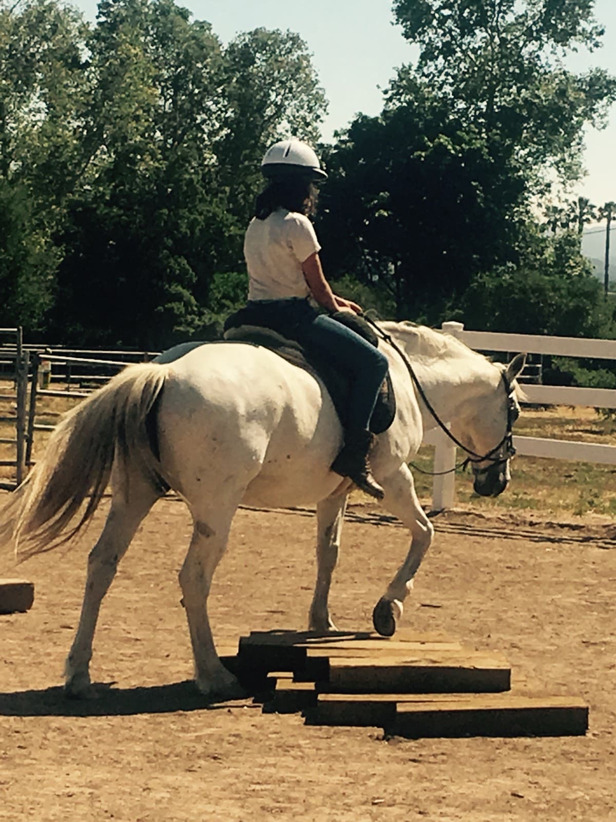 A rider on a white horse walking past a row of ground poles