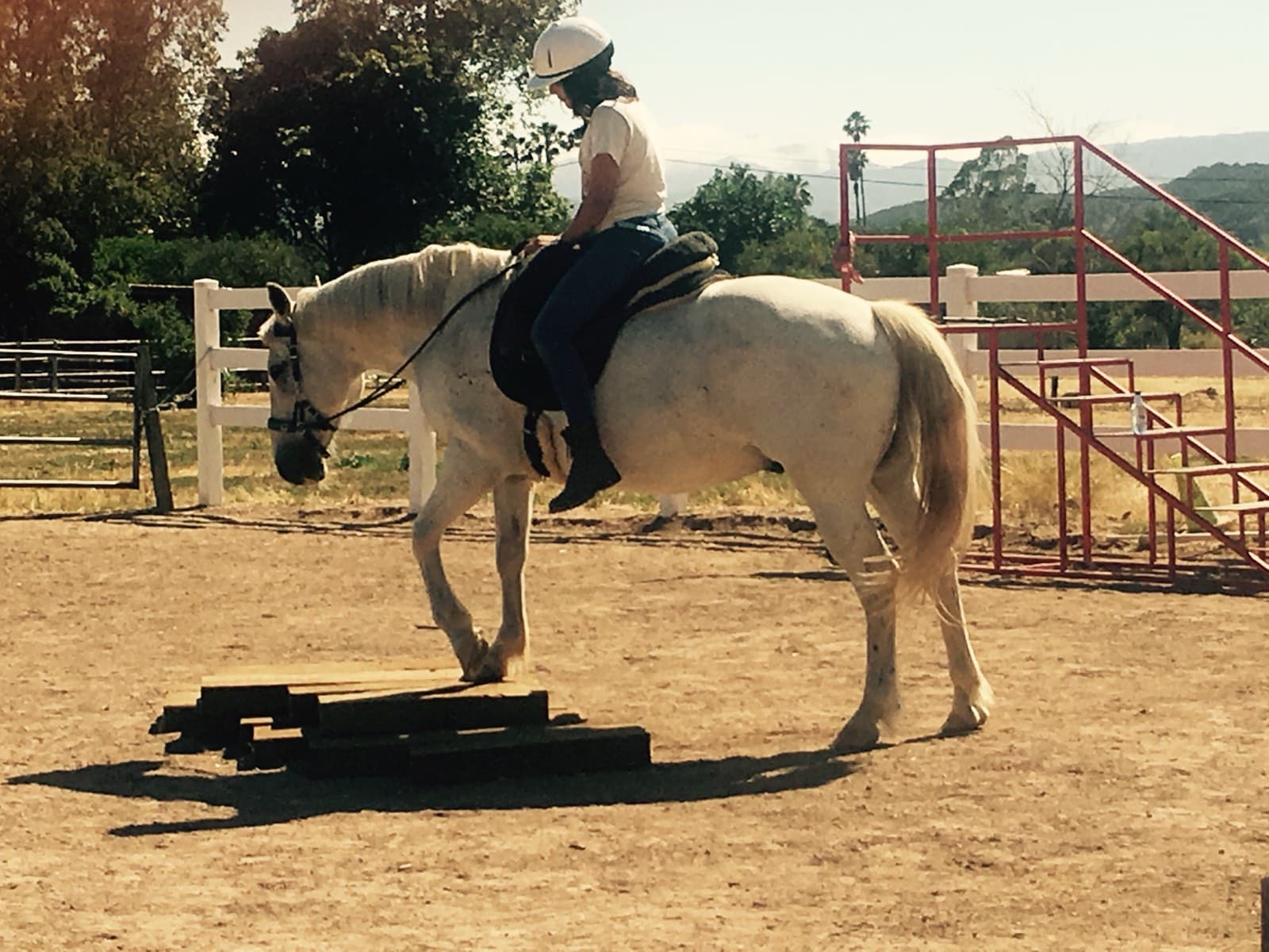 A rider on a white horse in the arena, red bleachers behind them