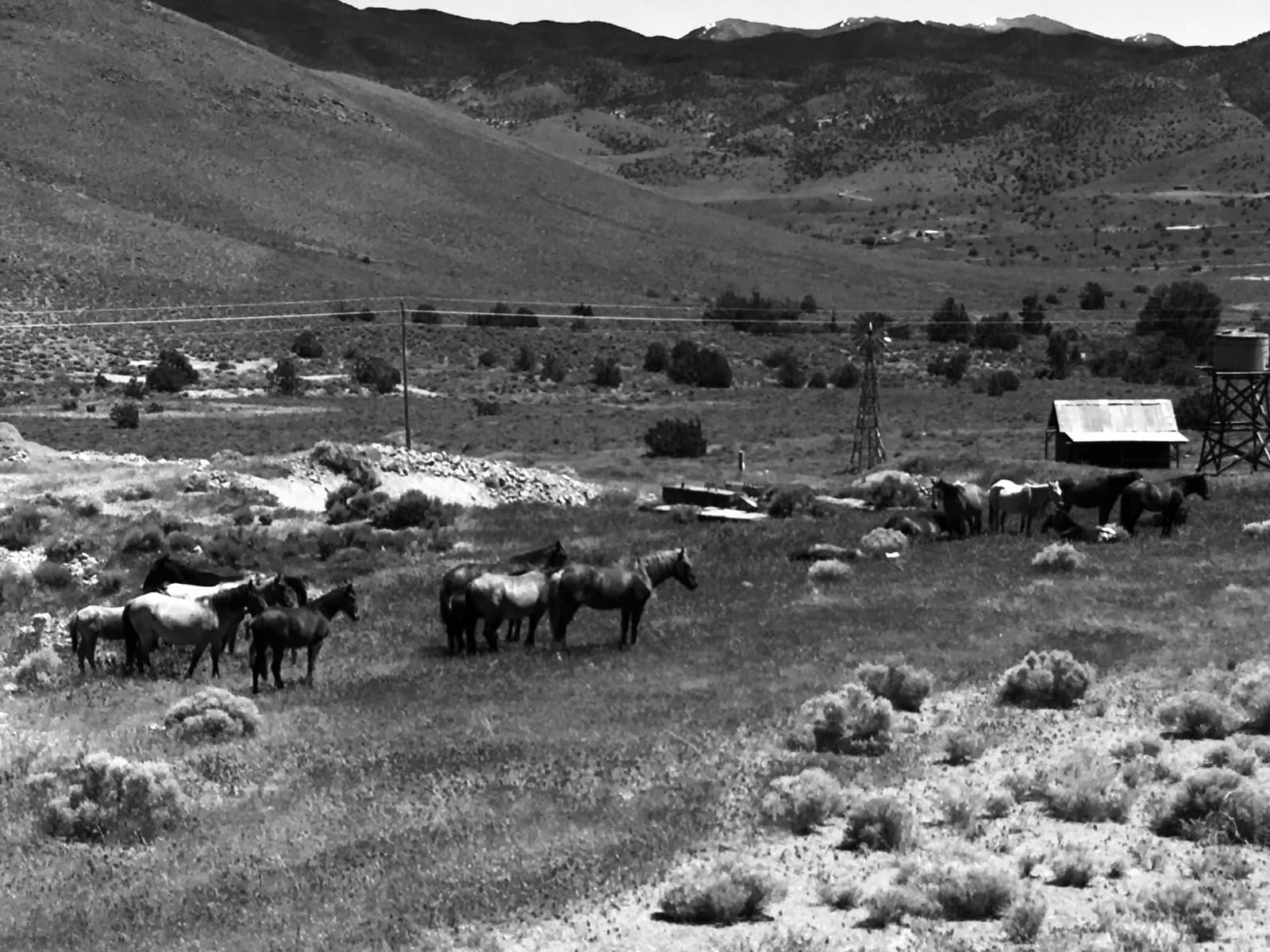 Black-and-white pasture with a band of horses grazing in the distance