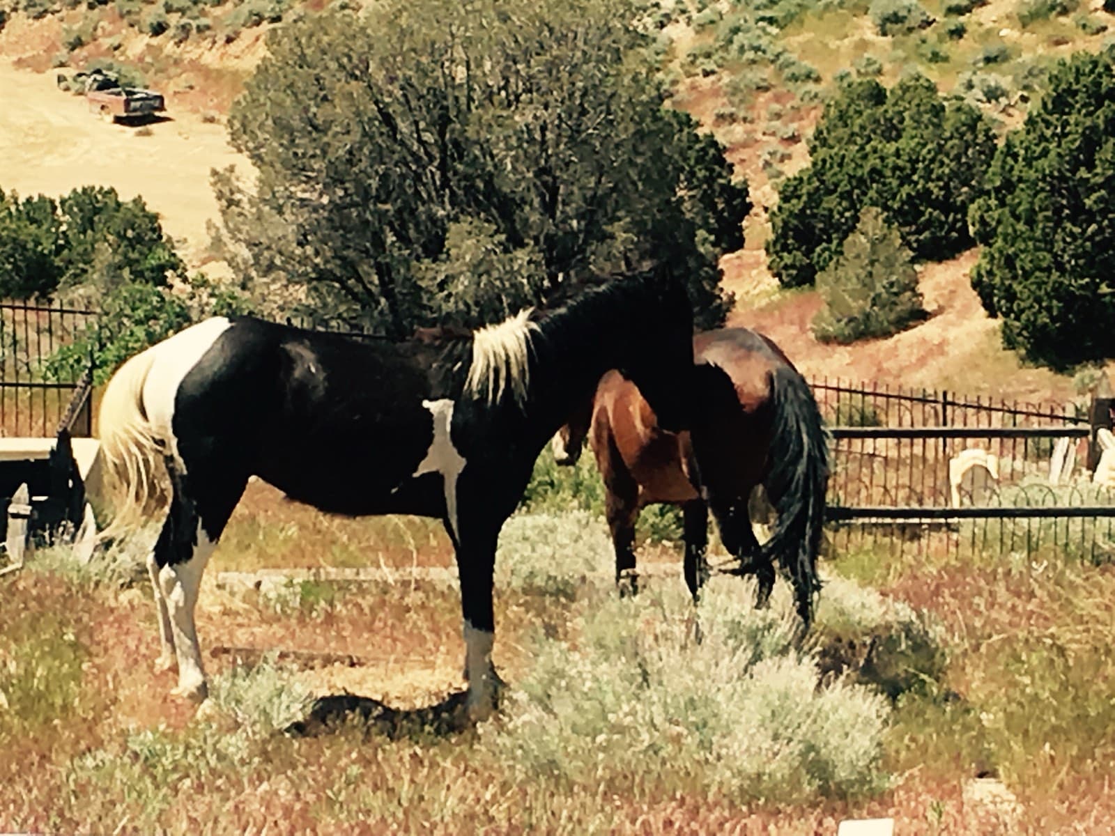 A paint horse and a bay grazing together on a brushy hillside