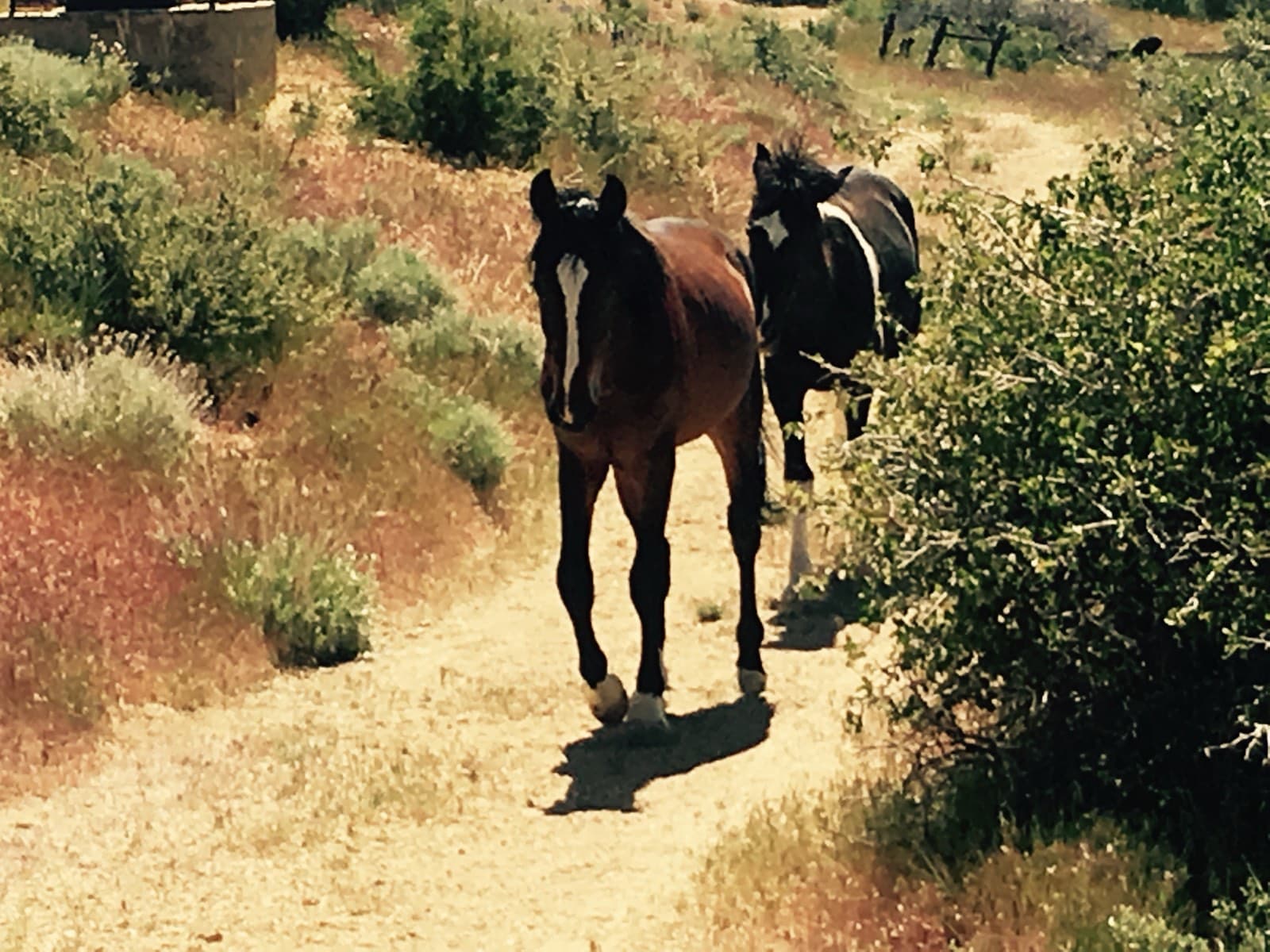 Two horses walking away up a dirt trail between the bushes