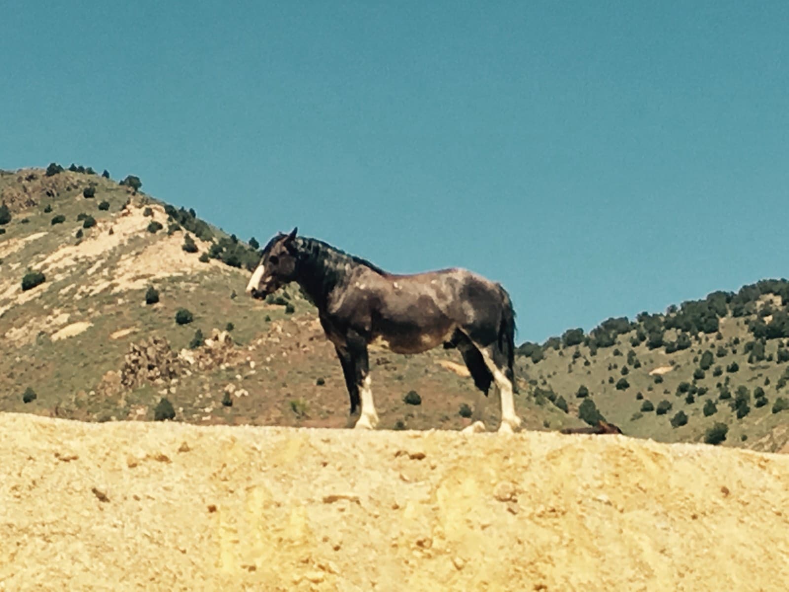 A horse standing on a ridge against a clear blue sky