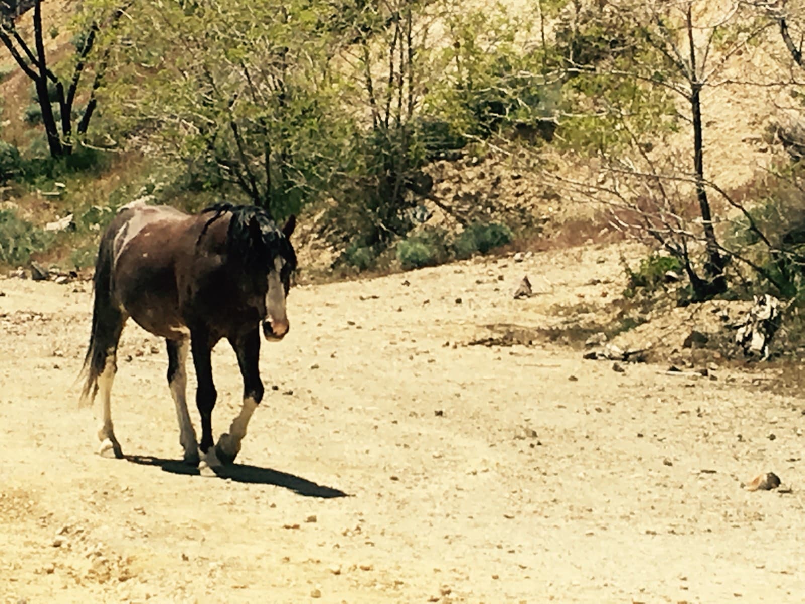 A horse walking down a sandy trail toward the camera