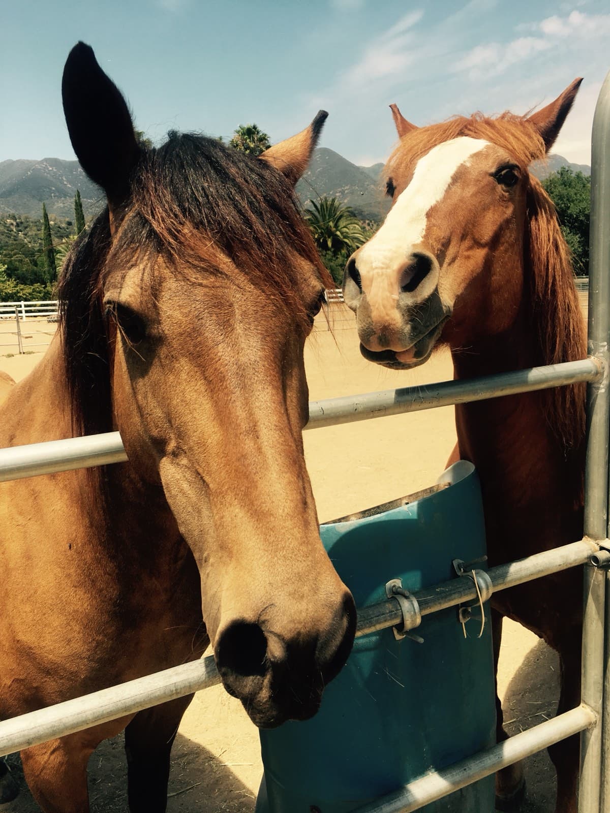 Two horses meeting nose to nose over a metal gate