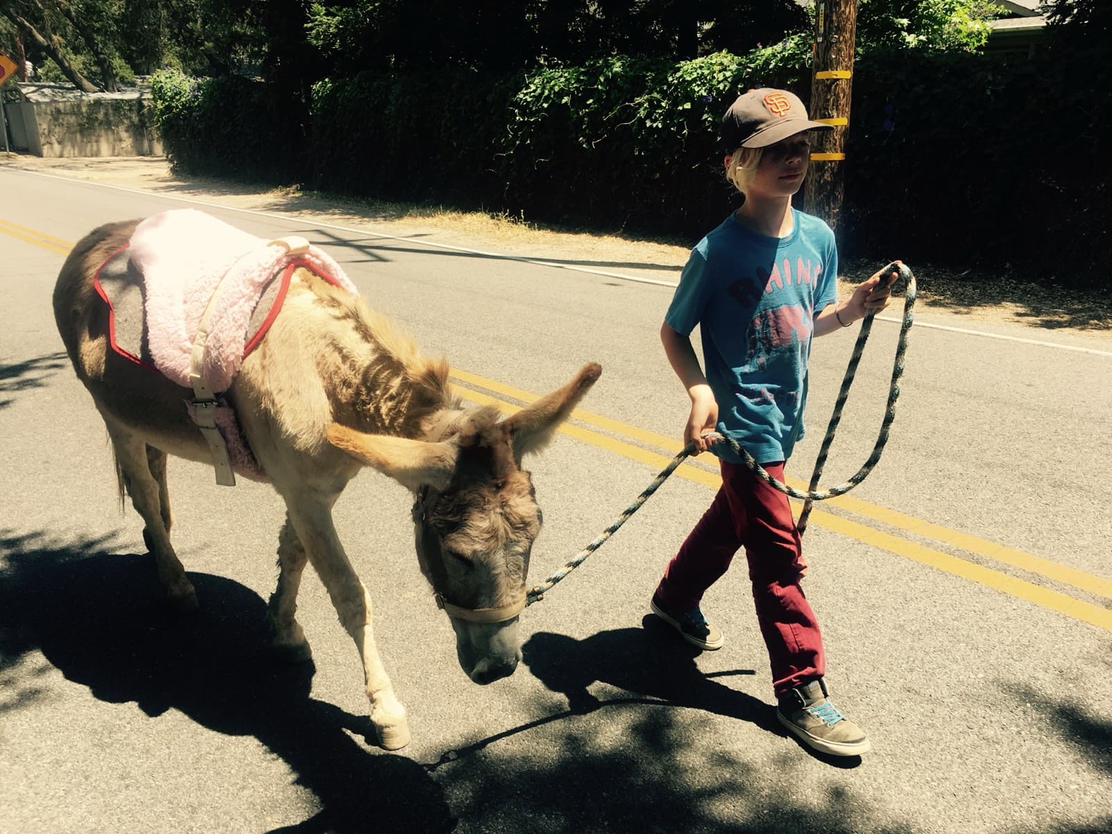 A child leading a donkey along a paved road