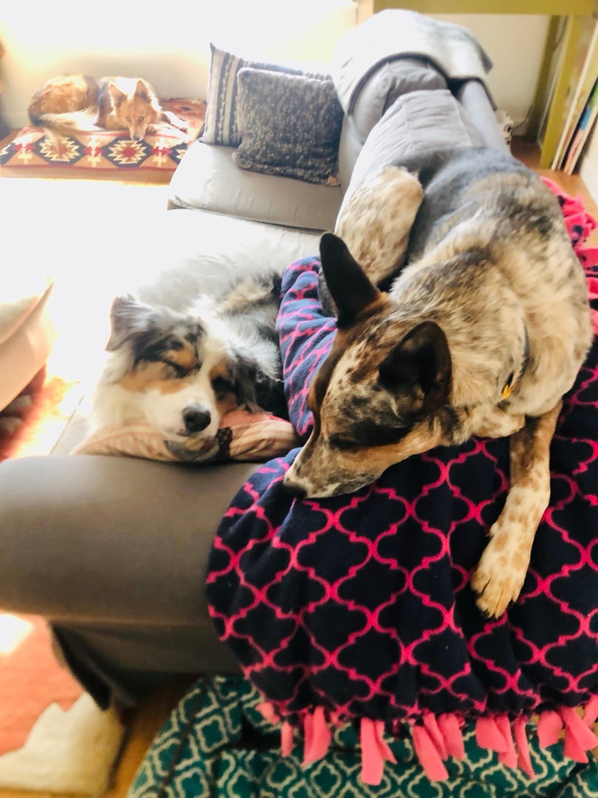 Dogs curled up together on the couch