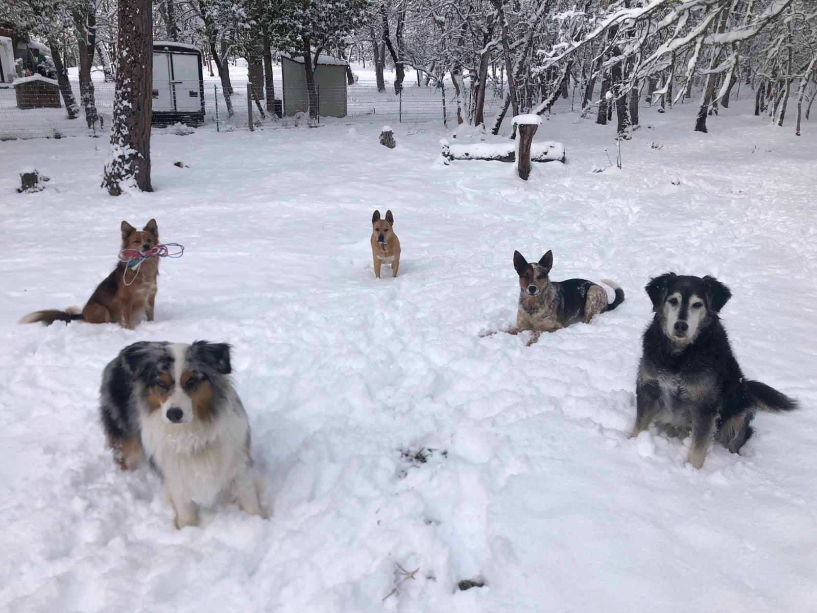 Five dogs gathered in a snowy yard