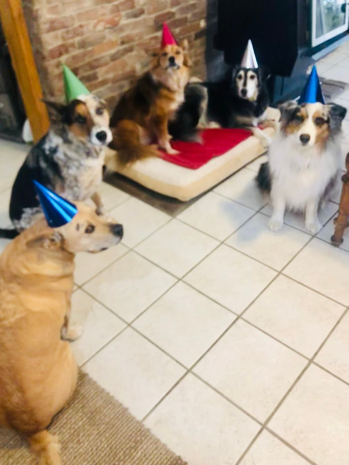 Dogs wearing party hats by the fireplace