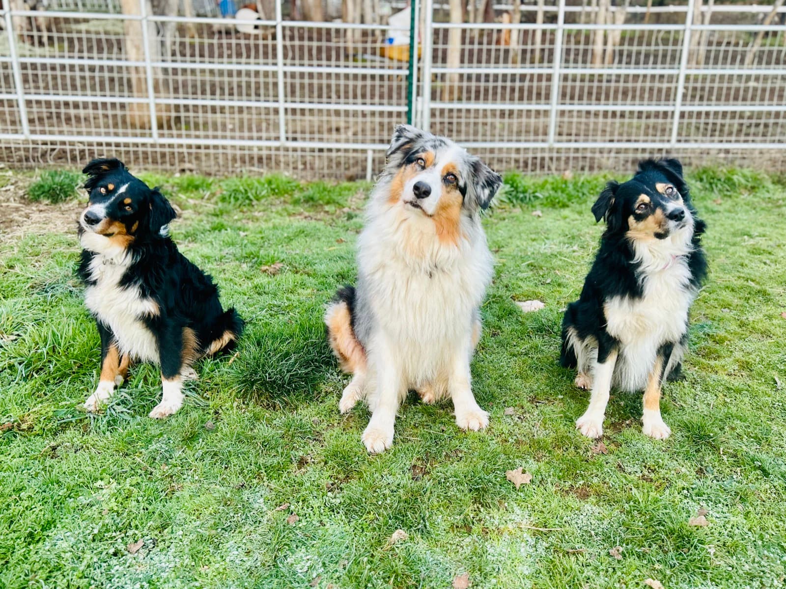 Three Australian Shepherds sitting in the yard