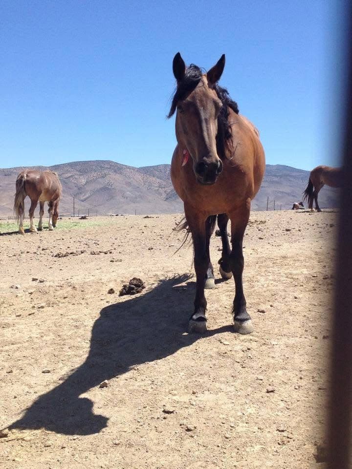 A bay horse with a red tag on its neck standing in a dusty pen, other horses and desert hills behind