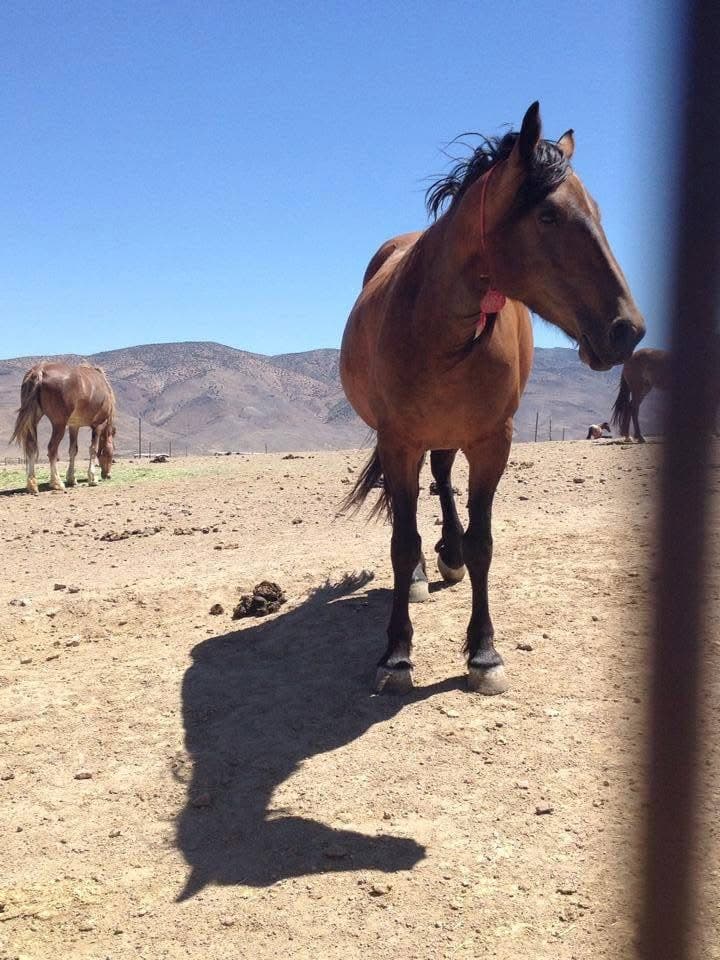 A bay horse with a red tag on its neck standing in a dusty pen, other horses and desert hills behind
