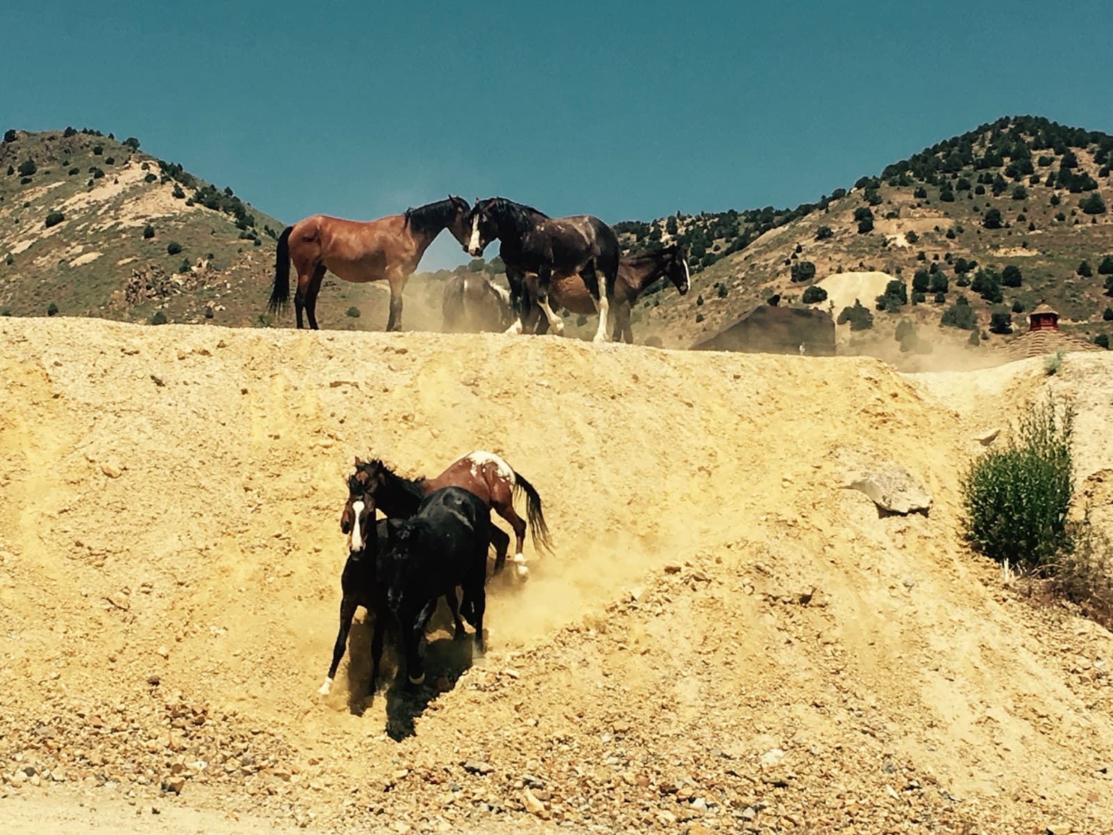 Horses on a steep dusty slope, some skidding down the dirt while others stand along the ridge above