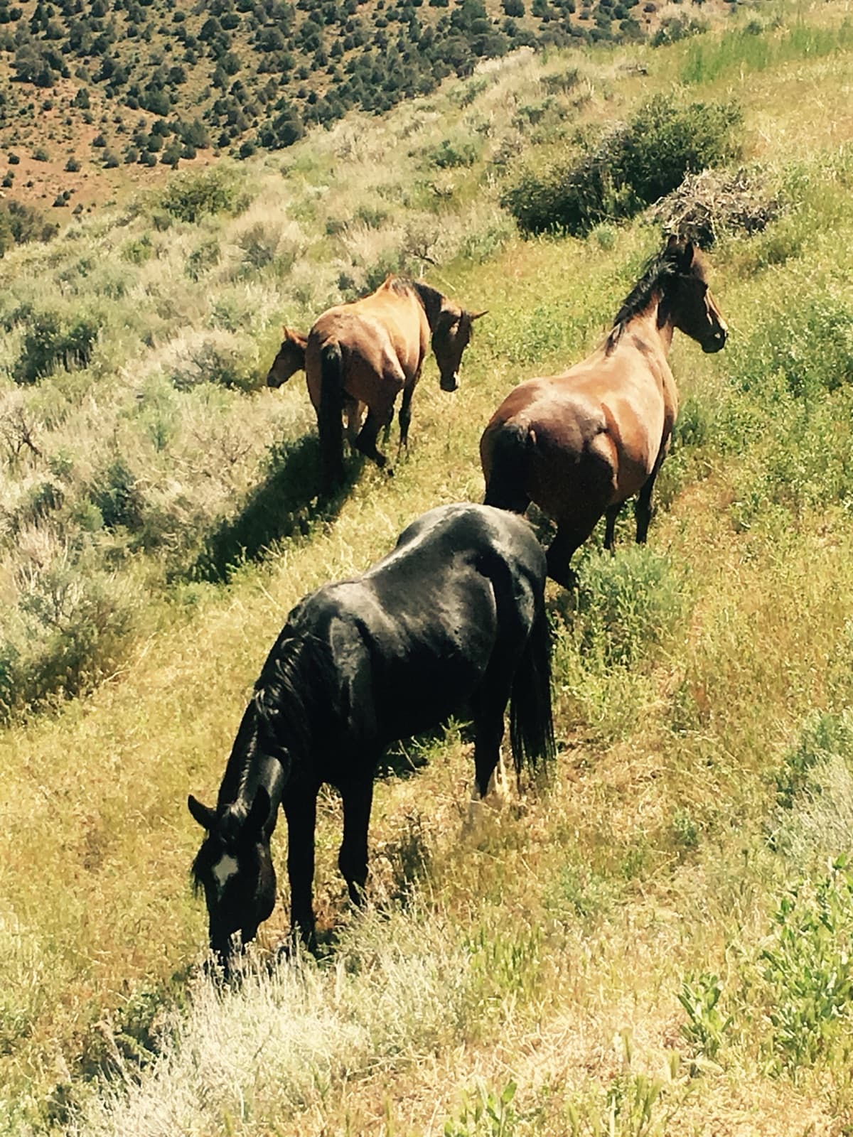 Three horses grazing and walking along a sagebrush hillside, seen from above