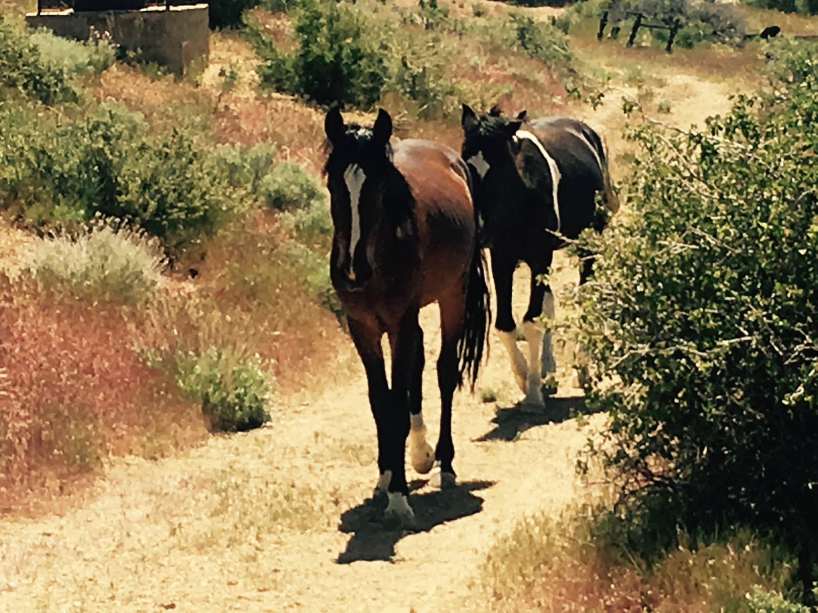 Two horses, a bay with a white blaze and a black-and-white paint, walking toward the camera down a dirt path through sagebrush