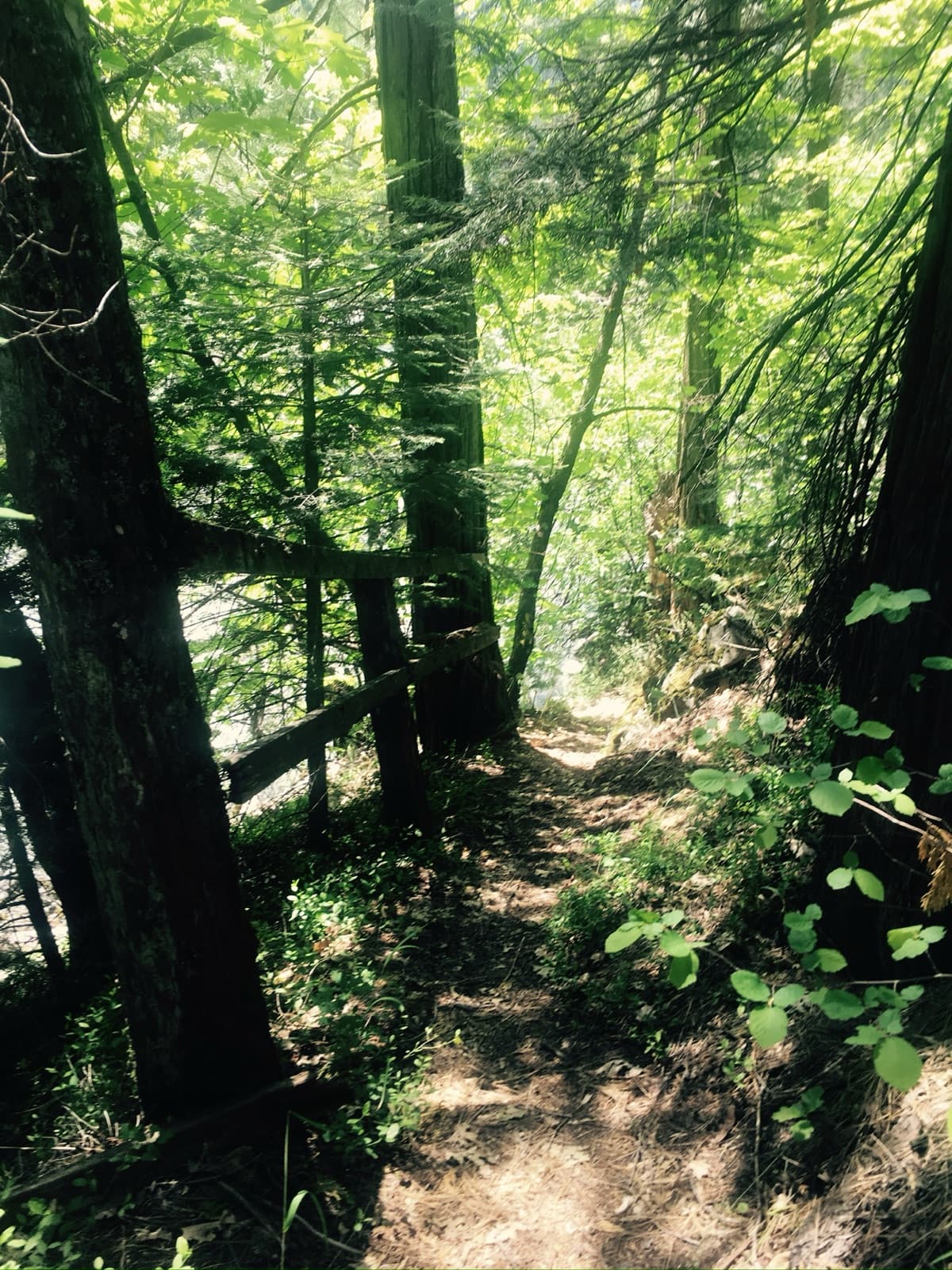 A narrow dirt trail through tall trees in bright green woods