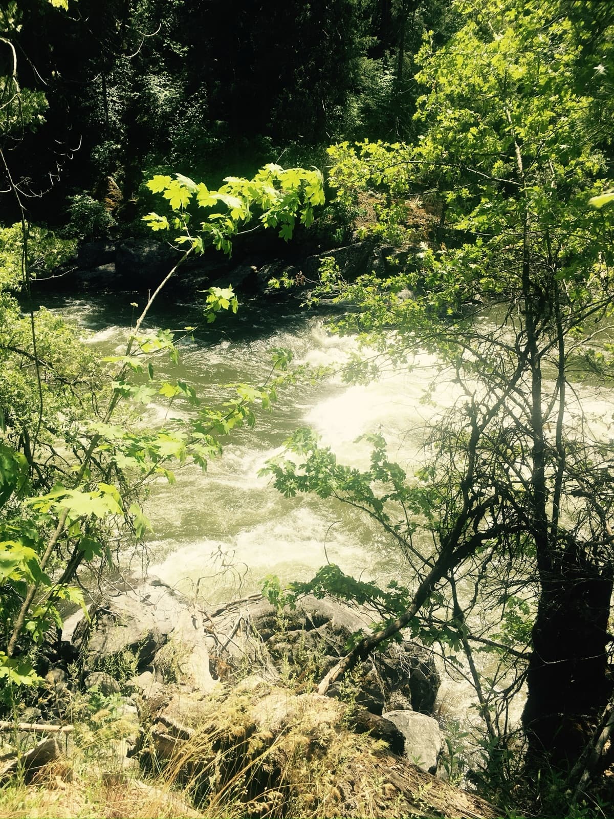 White-water rapids rushing past rocks and trees