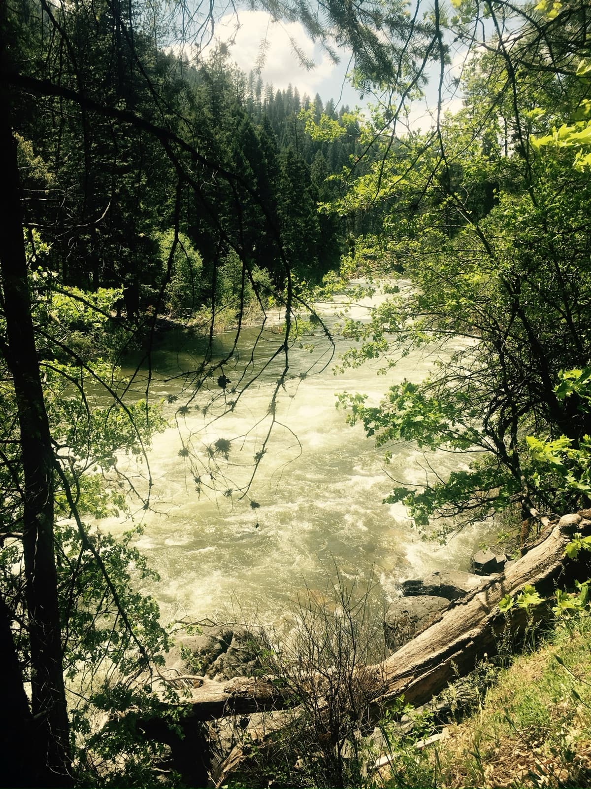 A rushing river through a pine-lined canyon