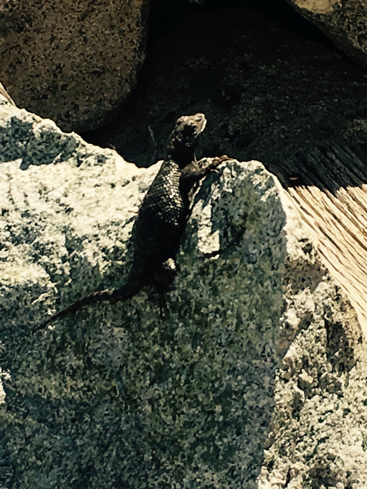 A dark lizard clinging to a sunlit granite rock