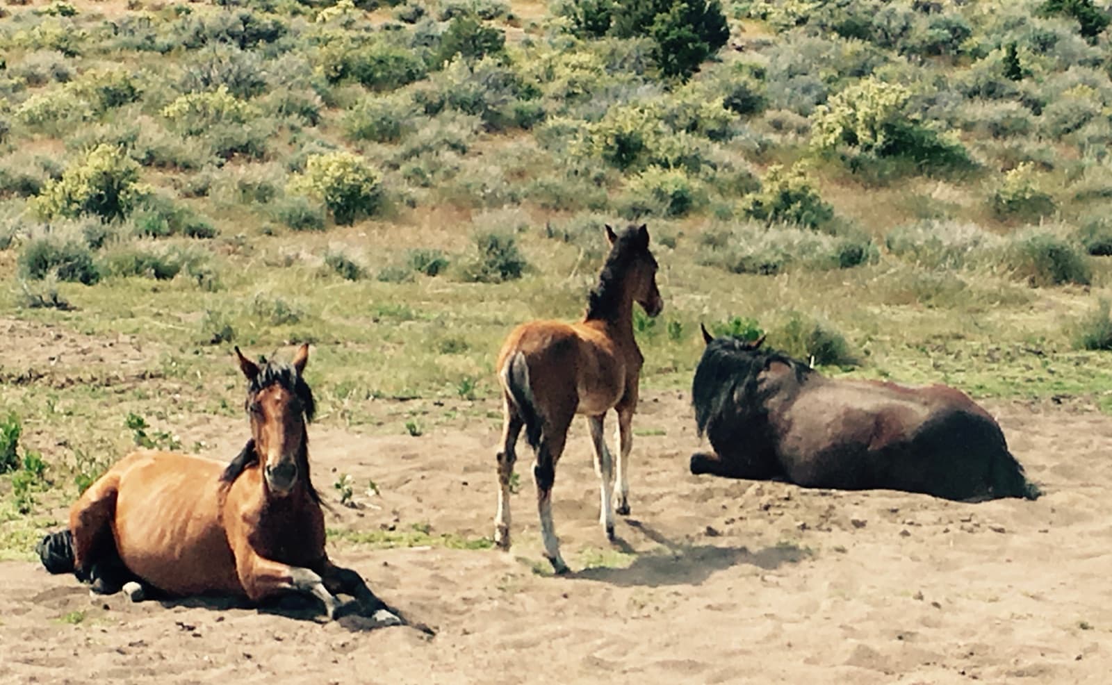 A bay horse and a dark horse resting on sandy ground while a bay foal stands between them