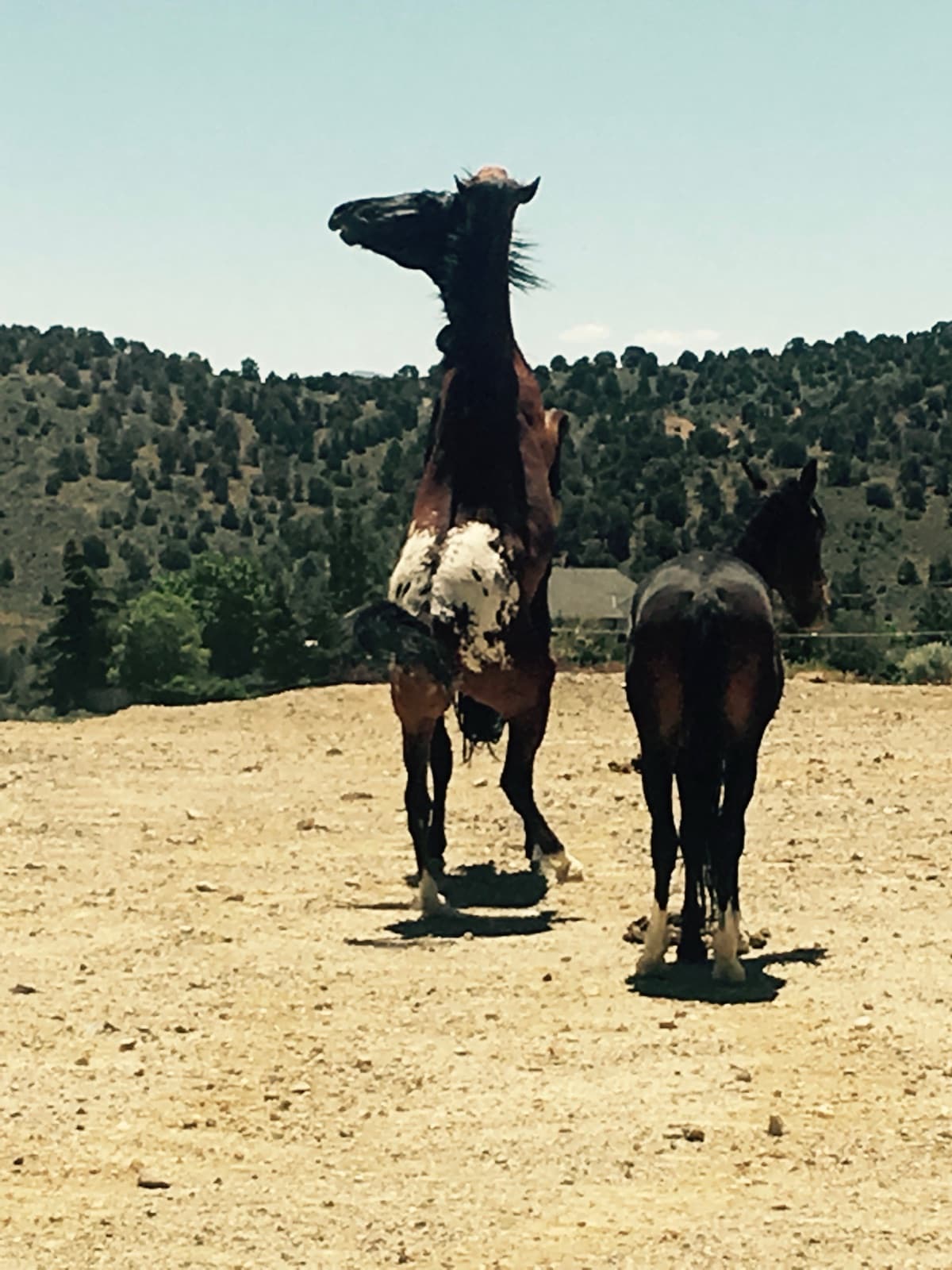 A bay-and-white paint horse rearing up beside a dark horse on a dry dirt lot, tree-covered hills behind