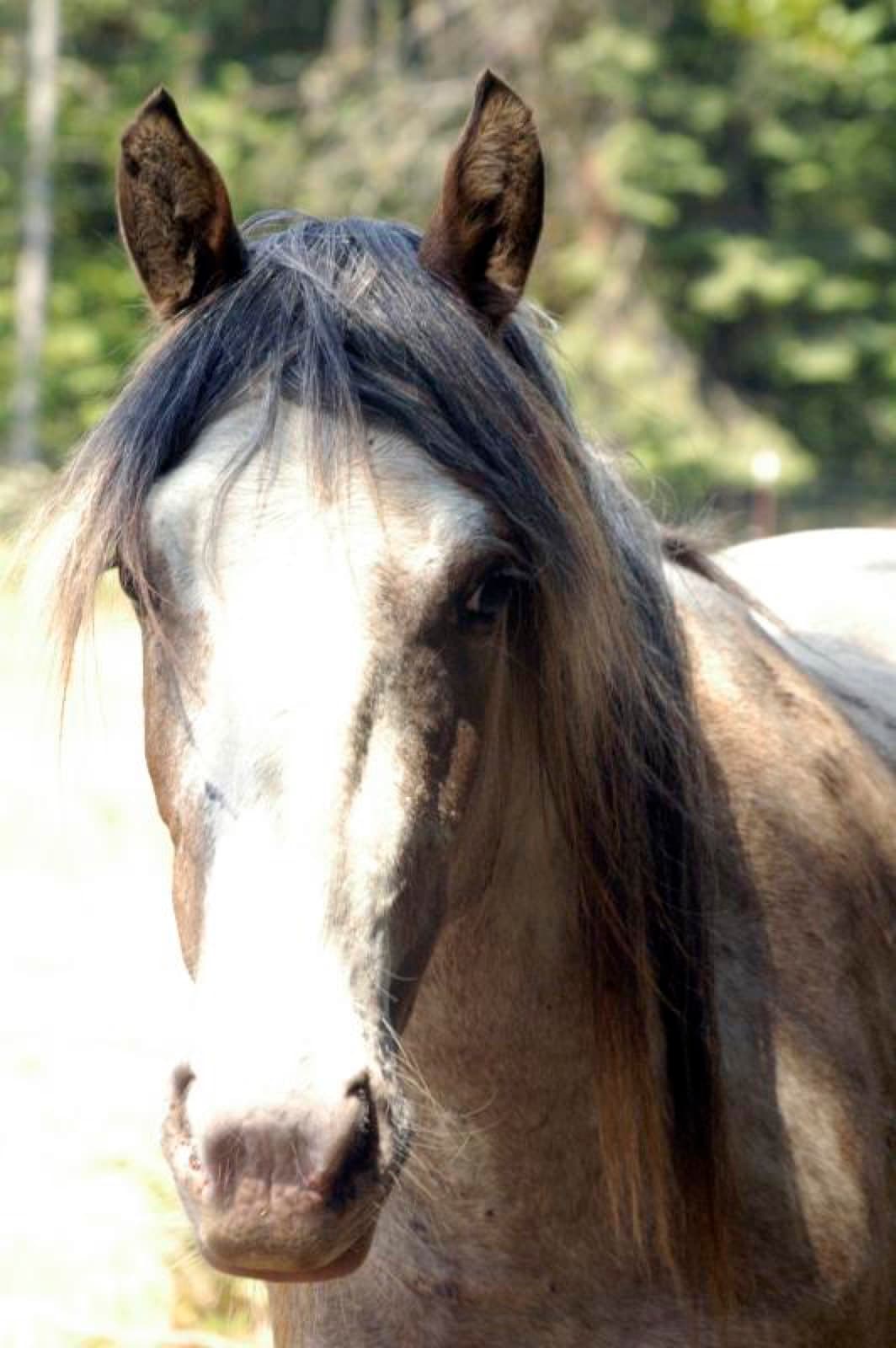 Pink Pony Ranch — dogs, ponies and guests