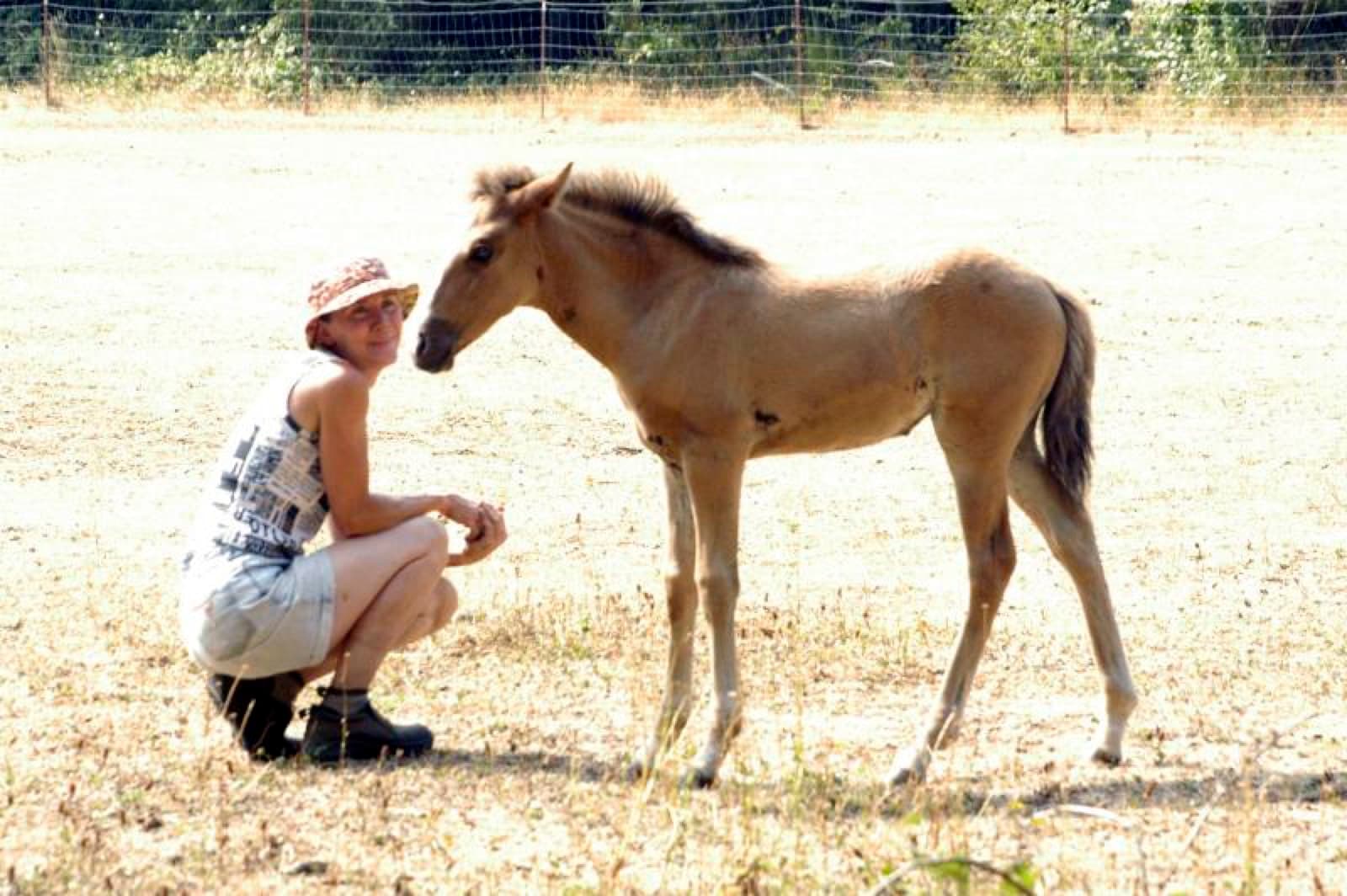 Pink Pony Ranch — dogs, ponies and guests