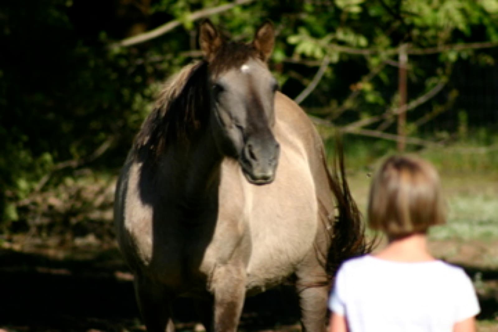 Pink Pony Ranch — wonderful faith