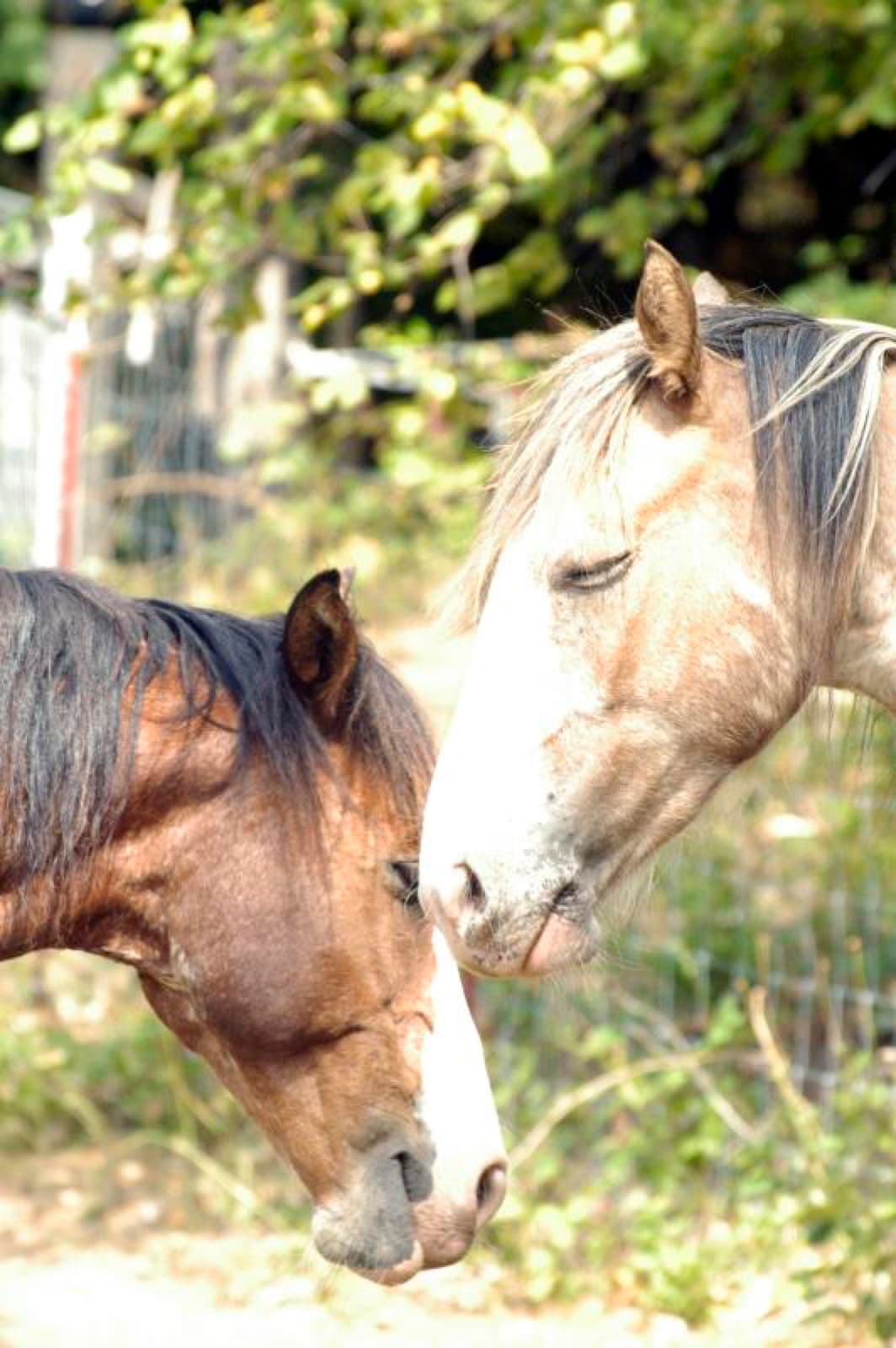 Pink Pony Ranch — dogs, ponies and guests