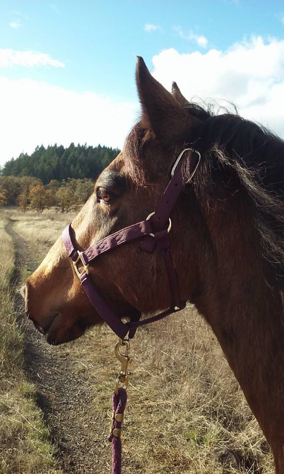 Pink Pony Ranch — grace hannah
