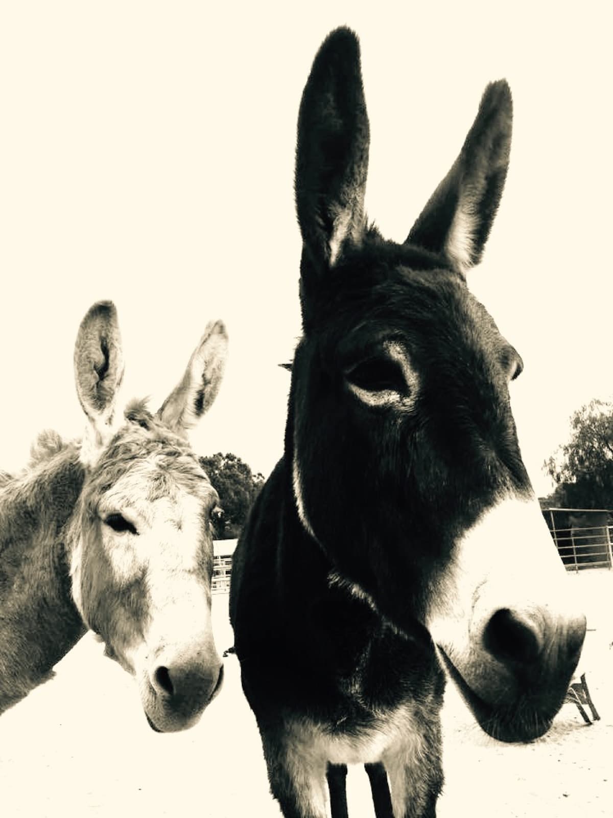 Pink Pony Ranch — dogs, ponies and guests