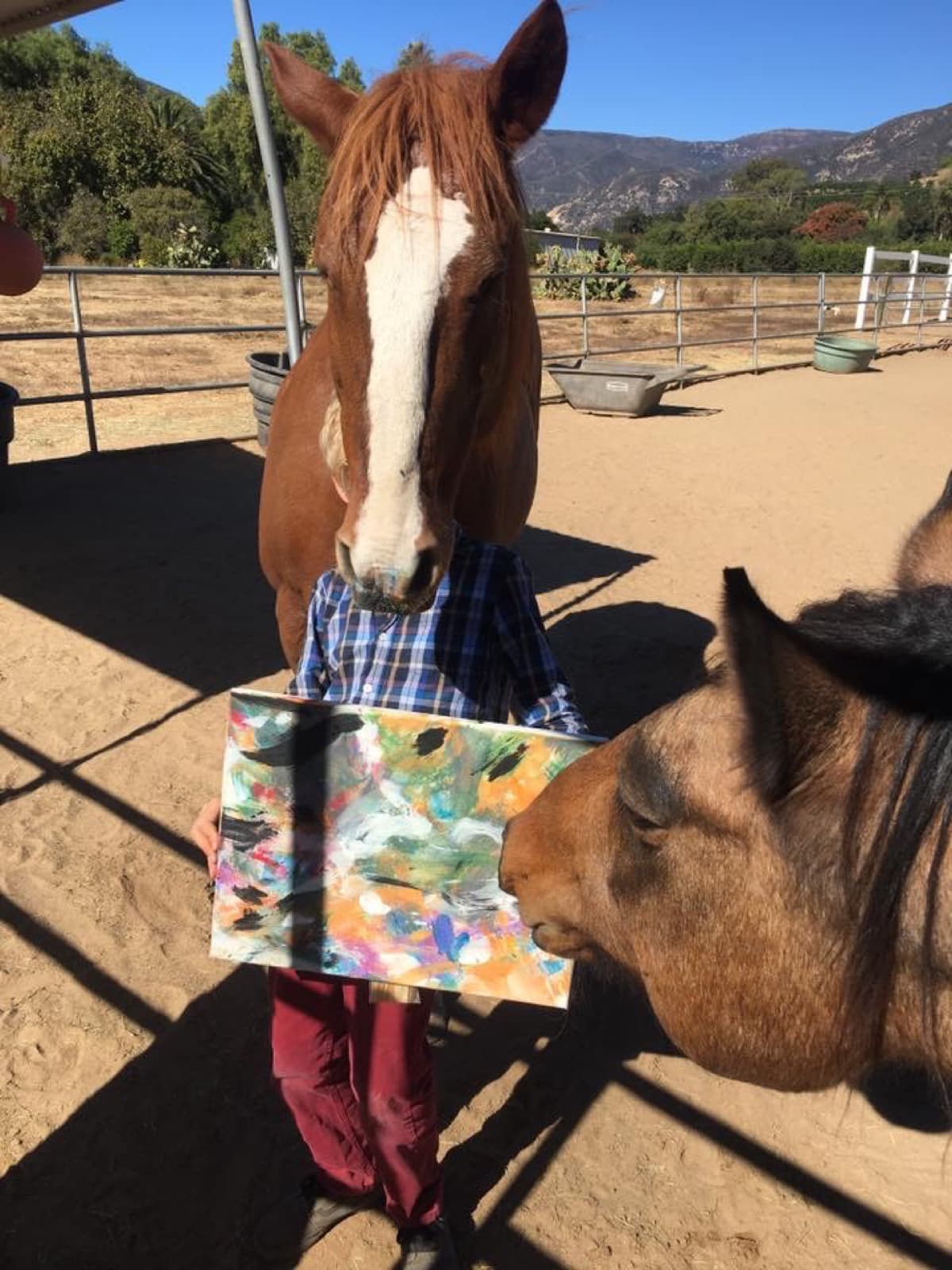 Pink Pony Ranch — dogs, ponies and guests