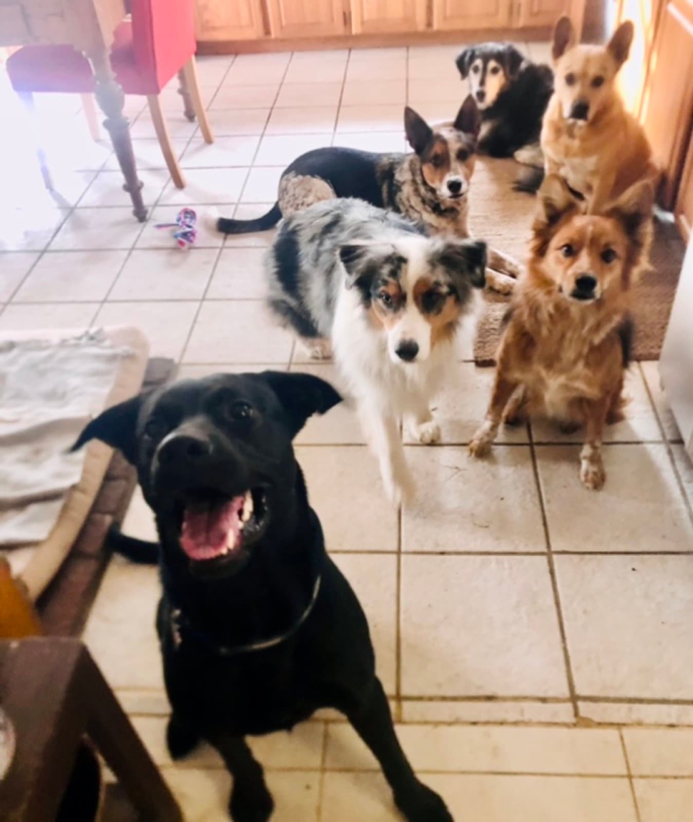 Pink Pony Ranch — dogs, ponies and guests