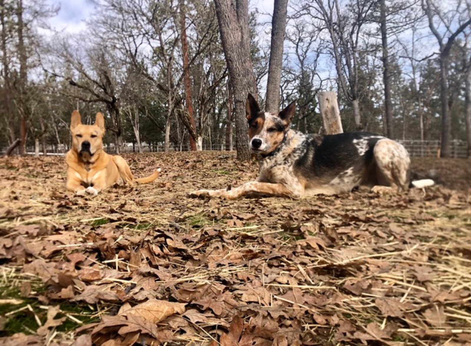 Pink Pony Ranch — dogs, ponies and guests