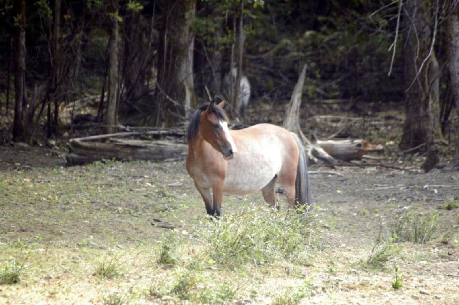 Pink Pony Ranch — dogs, ponies and guests