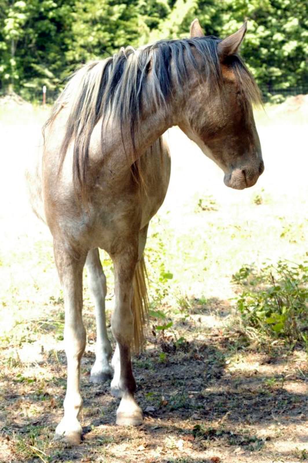 Pink Pony Ranch — dogs, ponies and guests