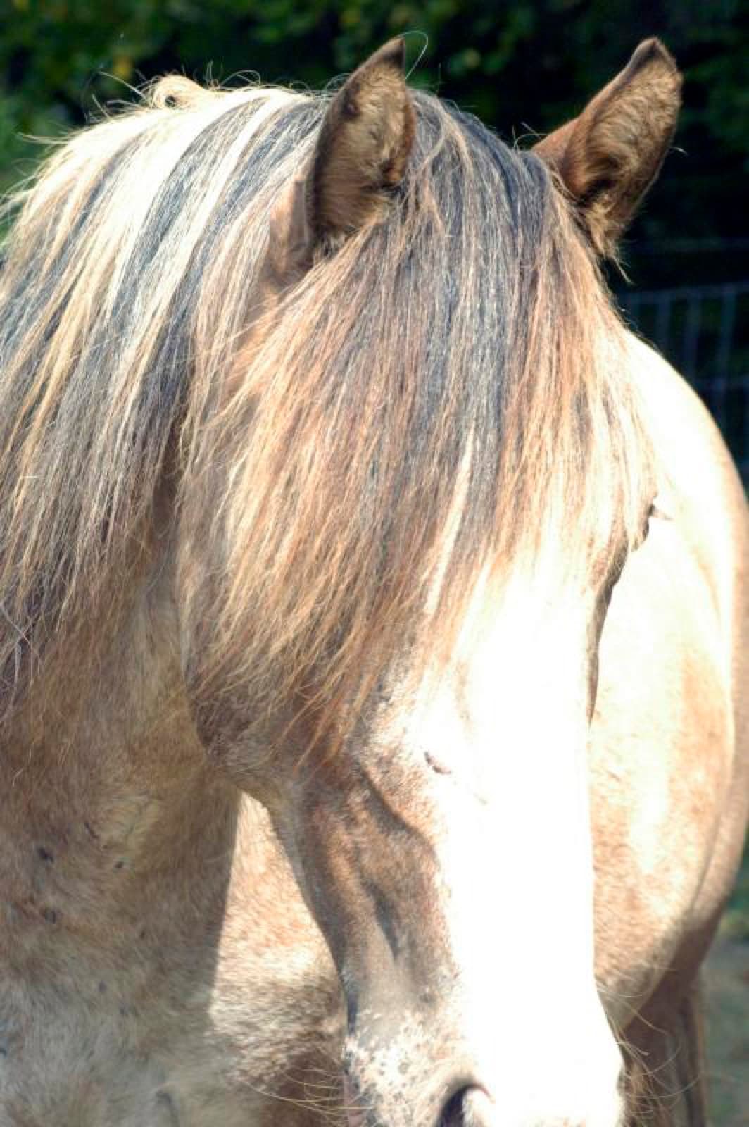 Pink Pony Ranch — dogs, ponies and guests