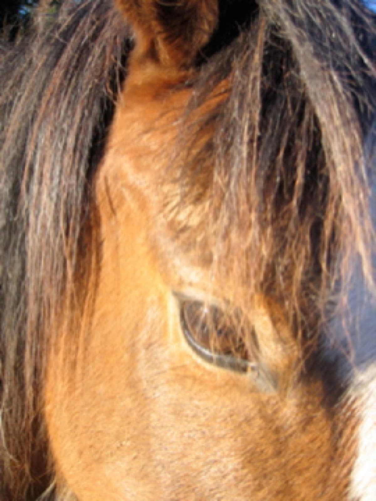 Pink Pony Ranch — dogs, ponies and guests